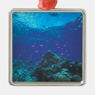 Australien, Great Barrier Reef. Lila Silbernes Ornament
