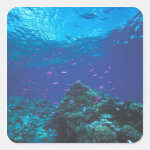 Australien, Great Barrier Reef. Schwarm von Violet Quadratischer Aufkleber