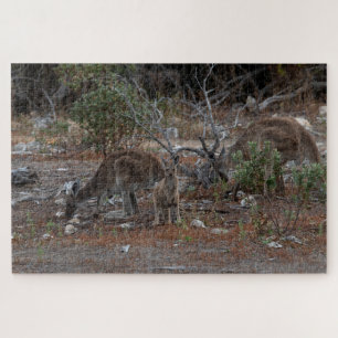 Australien Kangaroo Familie: Mutter, Vater, Baby J