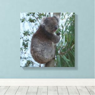 Australien Kangaroo Insel Koala in einem Baum Leinwanddruck