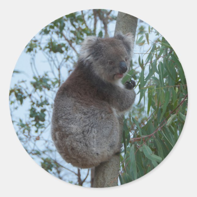 Australien Kangaroo Insel Koala in einem Baum Runder Aufkleber (Vorderseite)