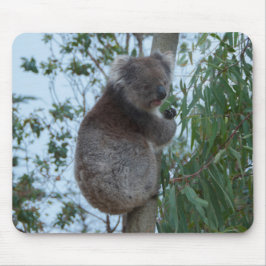 Australien Kangaroo Insel Niedlich Koala in einem  Mousepad