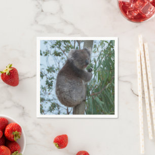 Australien Kangaroo Insel Niedlich Koala in einem Serviette