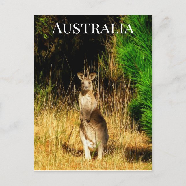 Australien Kangaroo Postkarte (Vorderseite)