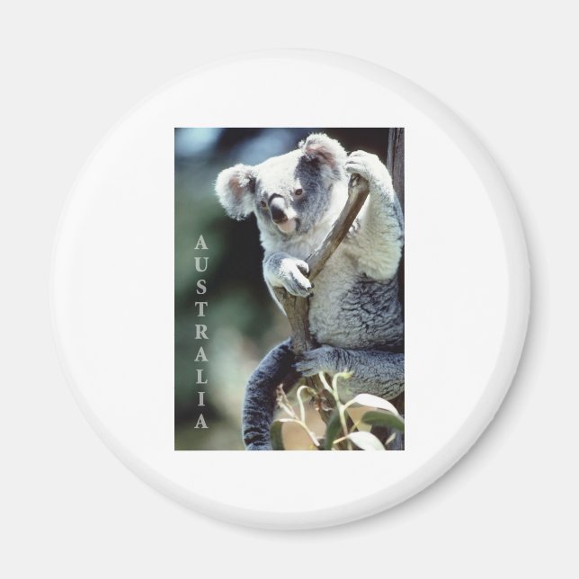 Australien Koala Bear Magnet (Vorne)