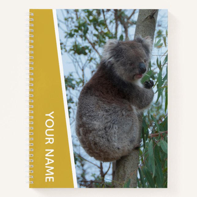 Australien Koala in einem Eukalyptusbaum, Gold Notizbuch (Vorderseite)