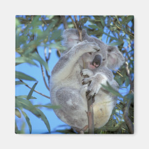 Australien, Koala Phasclarctos Cinereus) Magnet