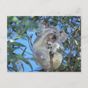 Australien, Koala Phasclarctos Cinereus) Postkarte