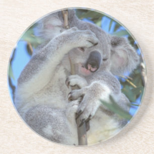 Australien, Koala Phasclarctos Cinereus) Sandstein Untersetzer