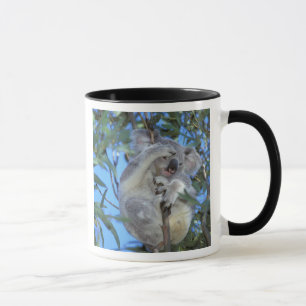 Australien, Koala Phasclarctos Cinereus) Tasse