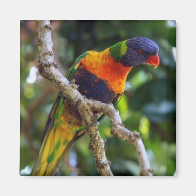 Australien: Lorikeet Bird Kühlschrank Magnet (Vorne)