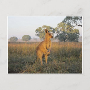 Australien Morning Product Range Postkarte