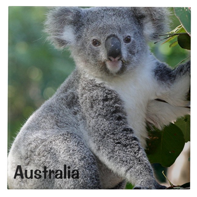 Australien: Niedliche kuschelige australische Koal Fliese (Vorderseite)
