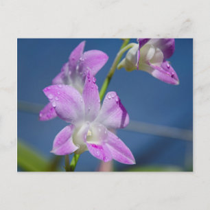 Australien, Nordterritorium, Darwin Postkarte