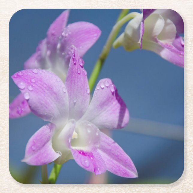 Australien, Nordterritorium, Darwin Rechteckiger Pappuntersetzer (Vorderseite)