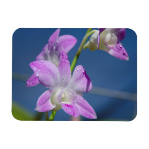 Australien, Northern Territory, Darwin Magnet