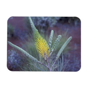 Australien, NT, bei Ayers Rock. Frühjahrsblüte Magnet