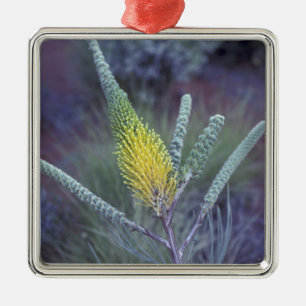 Australien, NT, bei Ayers Rock. Frühjahrsblüte Silbernes Ornament