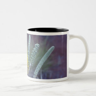 Australien, NT, nahe Ayers Rock. Frühjahrsblüte Zweifarbige Tasse