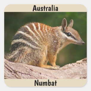Australien Numbat Quadratischer Aufkleber