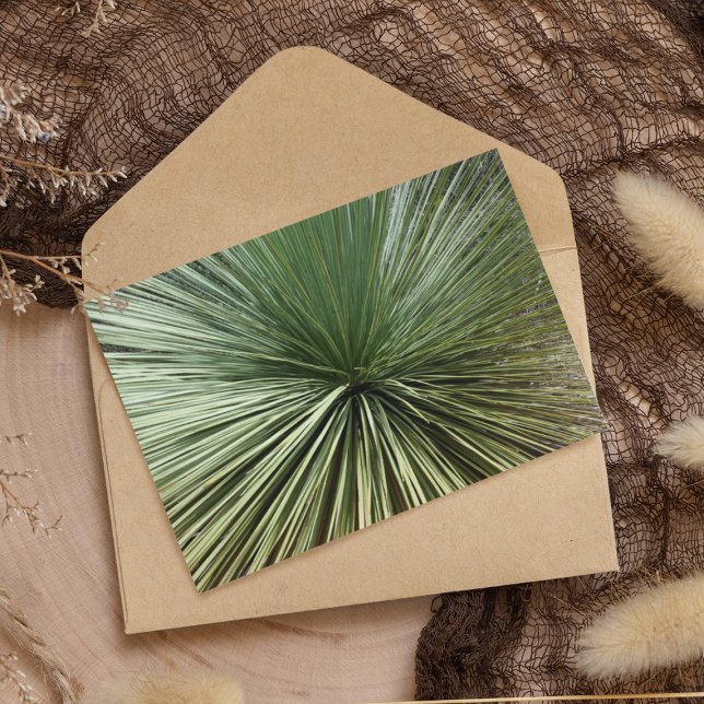 Australien Pflanze - abstrakt (Von Creator hochgeladen)