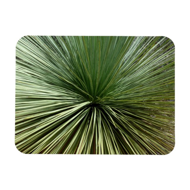 Australien Pflanze - abstrakt Magnet (Horizontal)