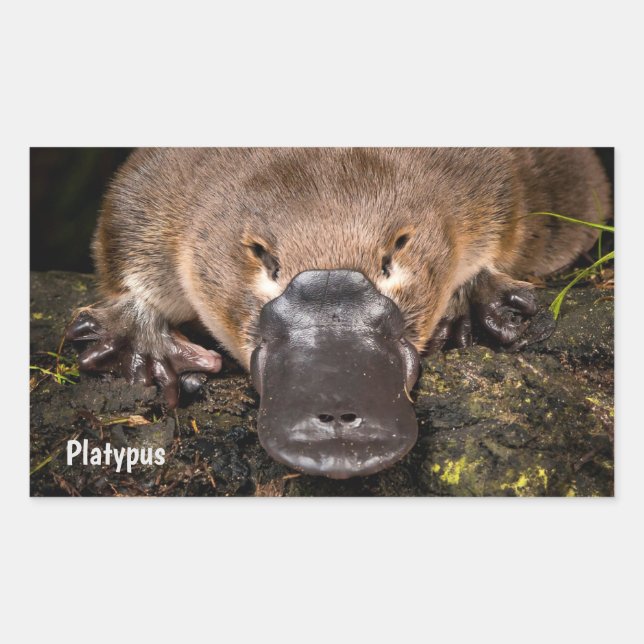 Australien Platypus Rechteckiger Aufkleber (Vorderseite)