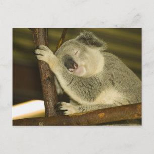 Australien, Queensland, Brisbane. Abb. Tree Postkarte