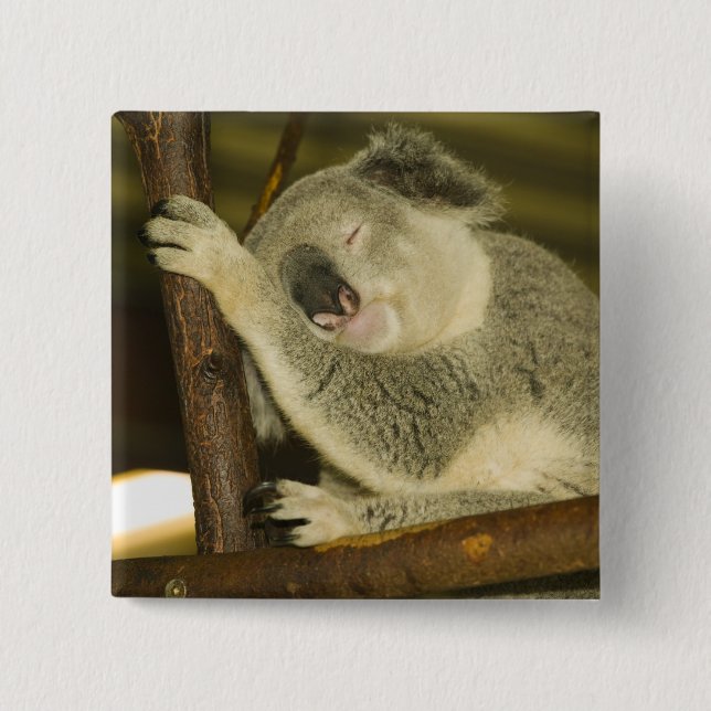 Australien, Queensland, Brisbane. Feigenbaum Button (Vorderseite)