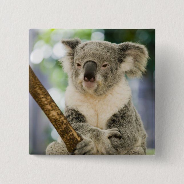 Australien, Queensland, Brisbane, Feigenbaum Button (Vorderseite)