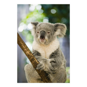 Australien, Queensland, Brisbane, Feigenbaum Fotodruck
