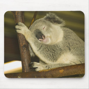 Australien, Queensland, Brisbane. Feigenbaum Mousepad