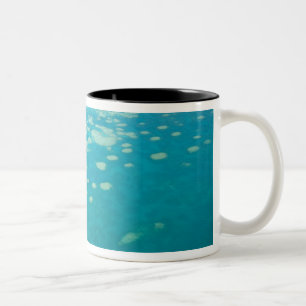 Australien, Queensland, Whitsunday-Küste, Groß 4 Zweifarbige Tasse