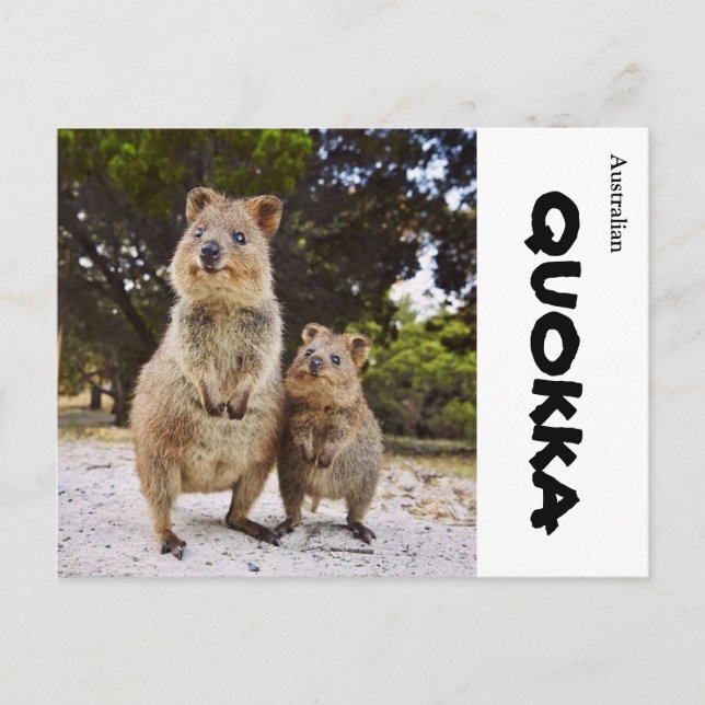 Australien Quokka Postkarte (Vorderseite)