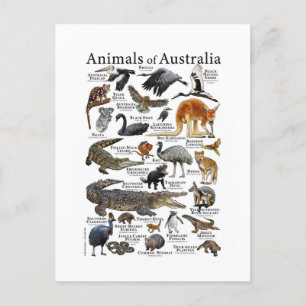 Australien Tierdiagramm Postkarte