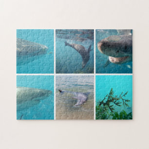 Australien Tiere Unterwasser Foto Collage Kinder