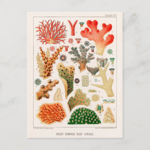 Australien Vintage Great Barrier Reef Korallen Pos Postkarte