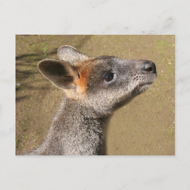 Australien - Wallaby Postcard Postkarte (Vorderseite)