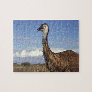 Australien, Westaustralien. Emu (Dromaius