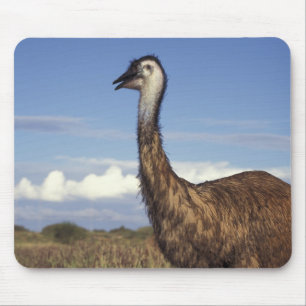 Australien, Westaustralien. Emu (Dromaius Mousepad