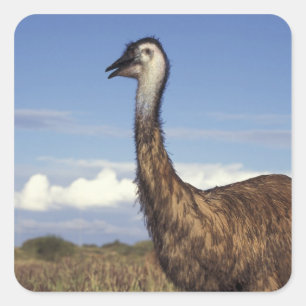 Australien, Westaustralien. Emu (Dromaius Quadratischer Aufkleber