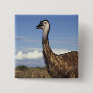 Australien, Western Australien. Emu (Dromaius Button
