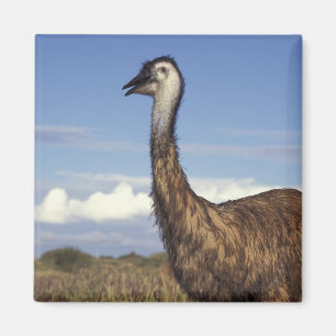 Australien, Western Australien. Emu (Dromaius Magnet