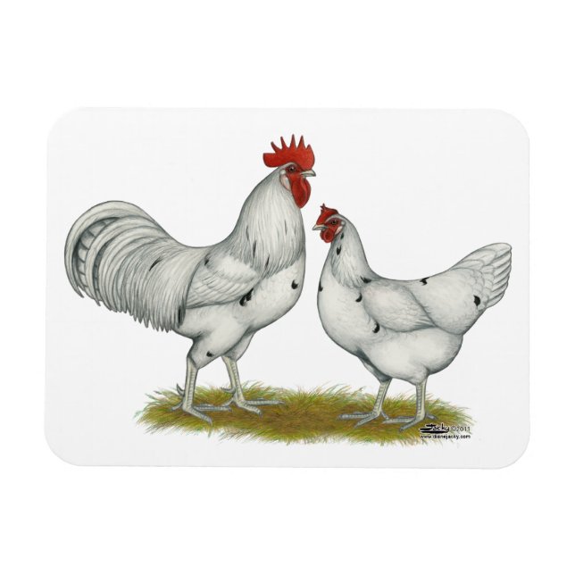 Australien White Chickens Magnet (Horizontal)