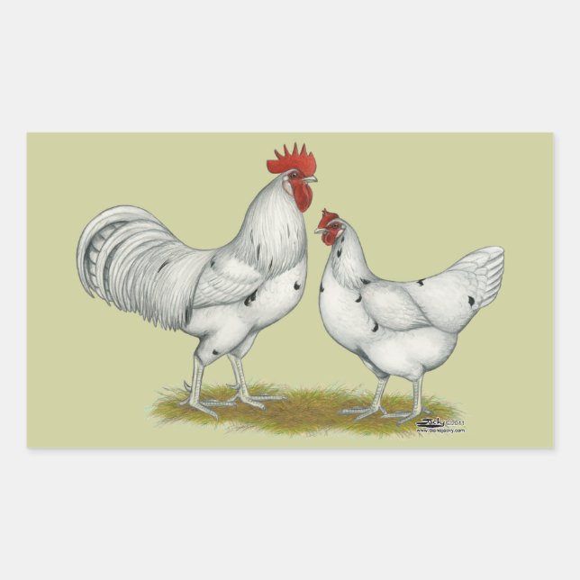Australien White Chickens Rechteckiger Aufkleber (Vorderseite)