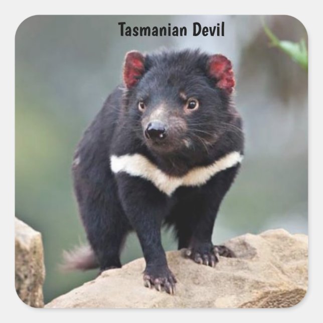 Australiens Tasmanischer Teufel Quadratischer Aufkleber (Vorderseite)