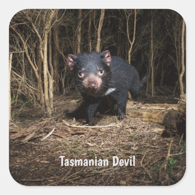 Australiens Tasmanischer Teufel Quadratischer Aufkleber (Vorderseite)