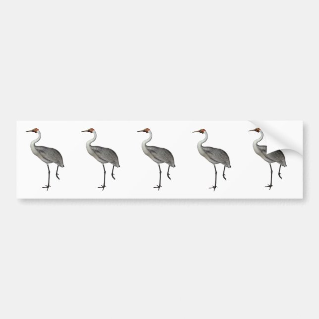 Australier Brolga Autoaufkleber (Vorne)