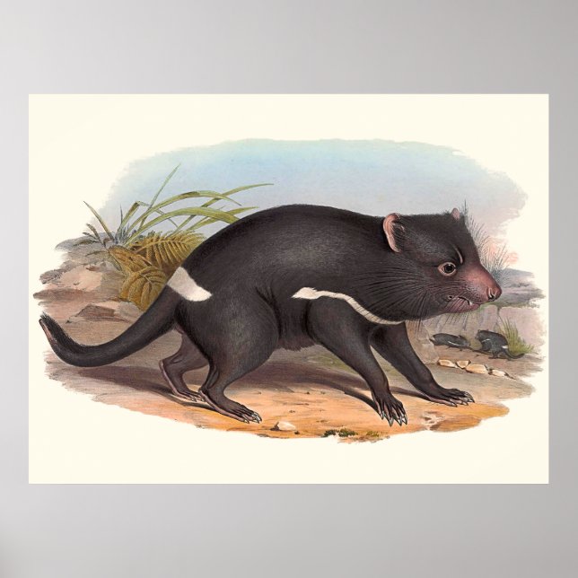 Australier der Tasmanische Teufel Poster (Vorne)