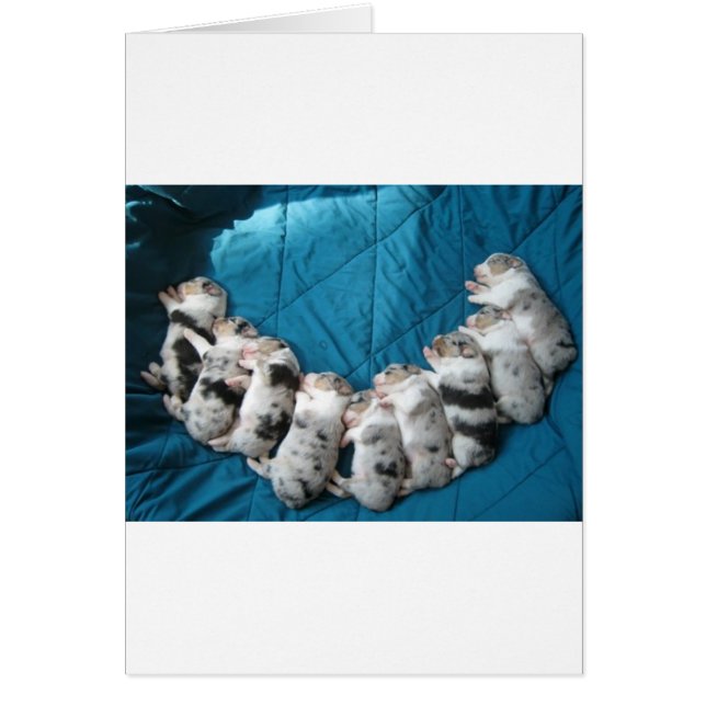 Australier lassen mich lächeln (Vorne)